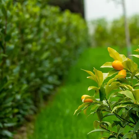 25 Apartment Petrčane