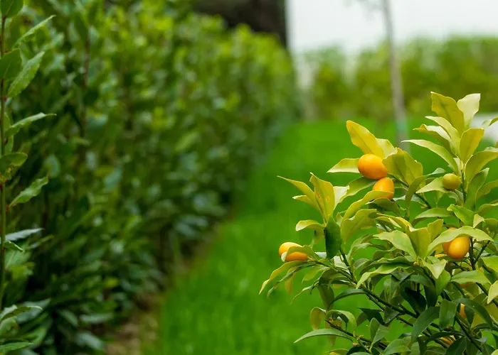 25 Apartman Petrcane